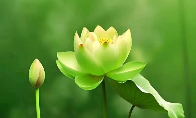 【戒香普熏】 受持六十五种禁戒，功德无尽！（三）