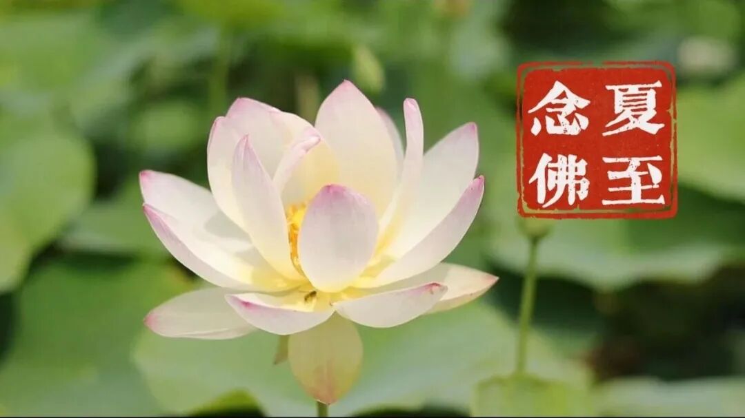 【彼岸花开】夏至劝念佛：夏至虔诚念佛陀，虎溪远祖种莲荷！