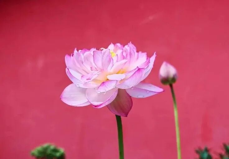 【戒香普熏】《大萨遮尼乾子所说经》有十二种持戒，得大利益！