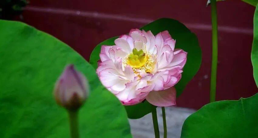 【般若明灯】法藏法师：欲浪滔滔戒作筏，身口摄持法无他！