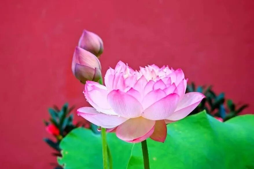 【般若明灯】法藏法师：觉者在黑暗中，看见的是光明！