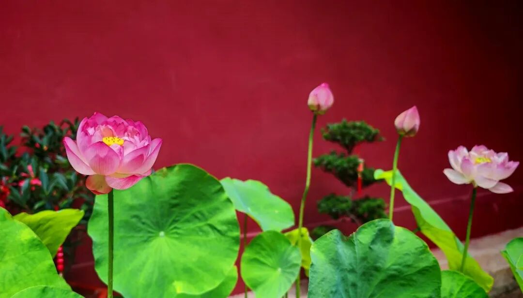 【戒香普熏】《大萨遮尼乾子所说经》：欲离诸生死，持戒最第一！
