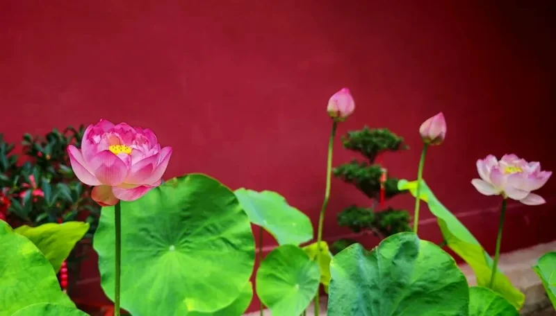 【戒香普熏】《大萨遮尼乾子所说经》：欲离诸生死，持戒最第一！