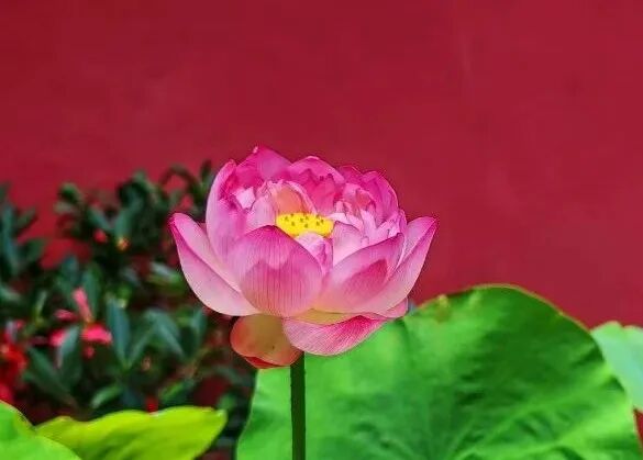 【般若明灯】法藏法师：菩提心是成佛的唯一因心！