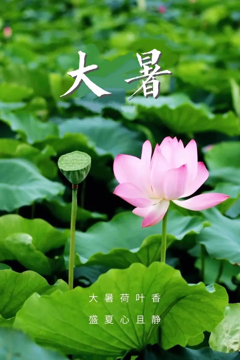 【彼岸花开】大暑劝念佛：大暑流金似火攻，毫无暖气到心中！