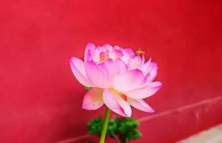【般若明灯】净界法师：我们为什么要受戒