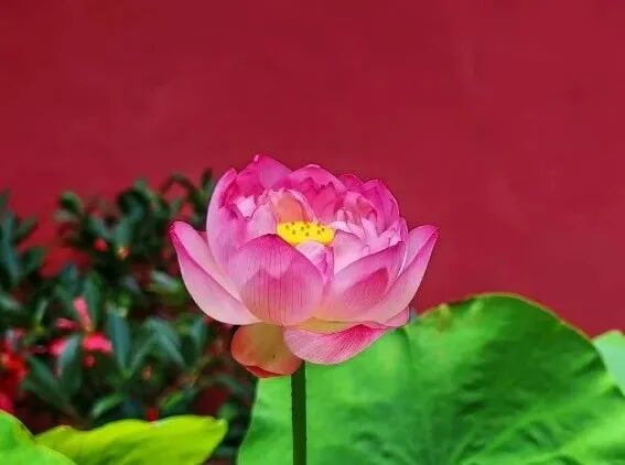 【般若明灯】净界法师：善用其心，就能掌握未来！