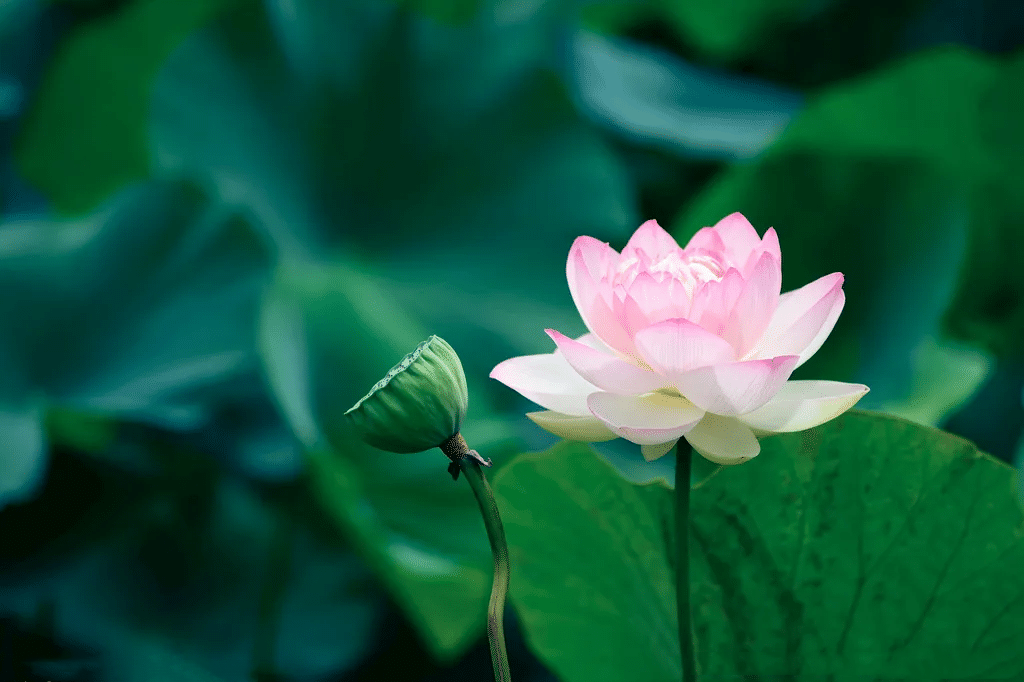 【菩提愿海】《华严经》：发菩提心，令其身心增长善法！