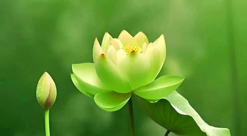 【佛经语录】《华严经》：心住菩提集众福， 常不放逸植坚慧！