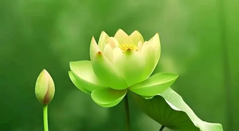 【佛经语录】《华严经》：心住菩提集众福， 常不放逸植坚慧！