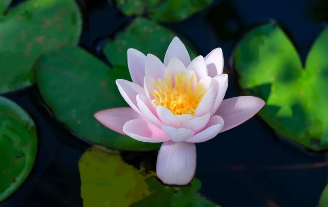【菩提愿海】《华严经》：得菩提心念力妙药，凡所闻事忆持不忘！