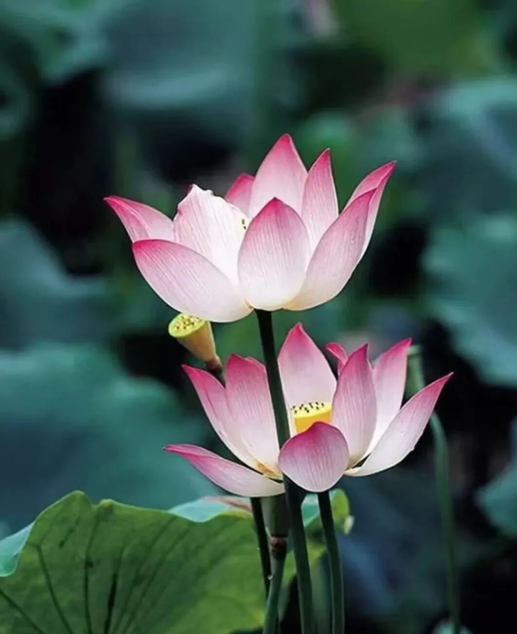 【菩提愿海】《华严经》：若得菩提心宝，能灭一切无知暗冥！