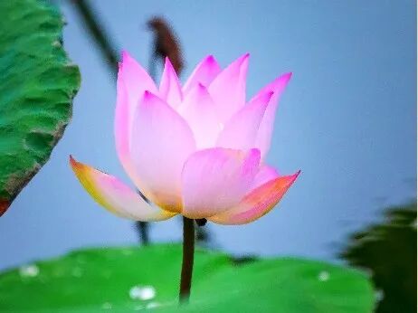 【菩提愿海】《华严经》：菩提心宝，普现庄严！