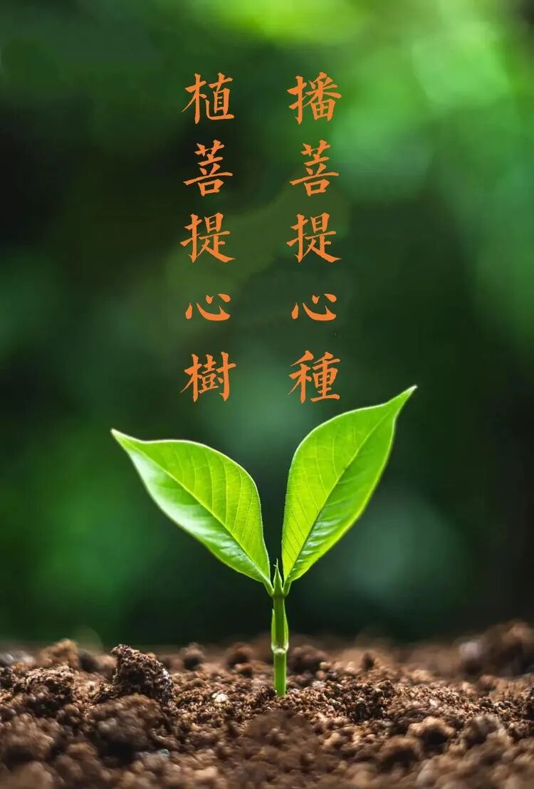 【菩提愿海】植树节，播菩提心种，植菩提心树！