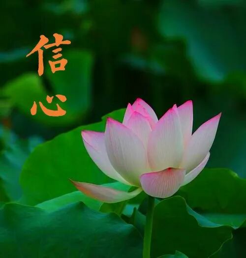 【般若明灯】法藏法师：修行三要之“信心”（二）