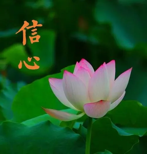 【般若明灯】法藏法师：修行三要之“信心”（二）