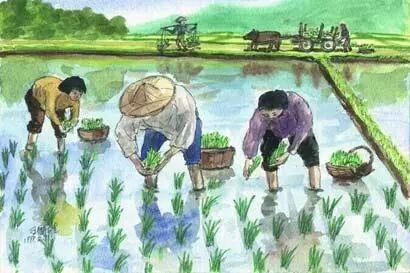 【祖师开示】虚云老和尚：修道正如插秧除草，烦恼除净，智种结果！