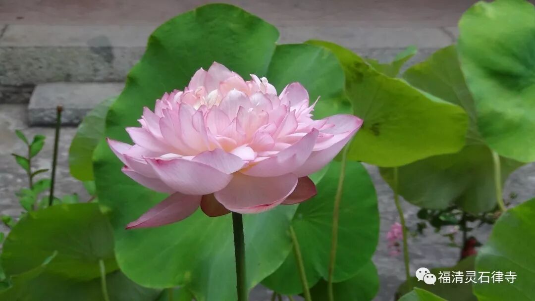 【祖师开示】莲池大师：何为信、愿、行？