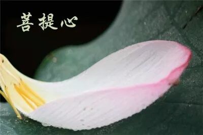 【念佛法语二十四】印光大师：愿生西方以何为本？