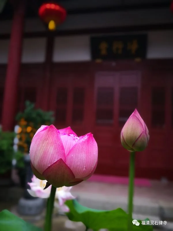 【学佛行仪之居士疑问】买花供佛时夹杂着花苞及刚开之花，可以吗？
