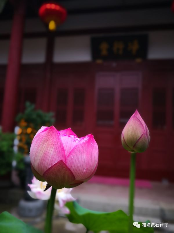 以戒为师，净土为归--福清灵石寺梵行律学苑2019年春季招生简章