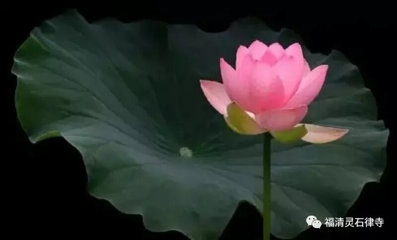 【学佛行仪敬僧篇之二十九】供僧饮食应注意什么？（一）