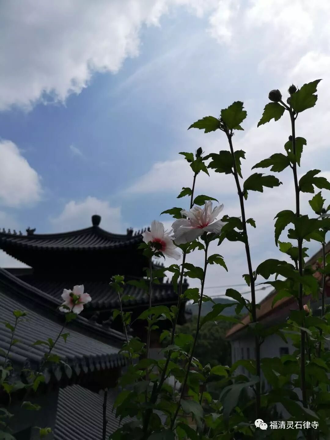 学佛行仪之入寺院第四之一：佛教场所为何称为“寺”？
