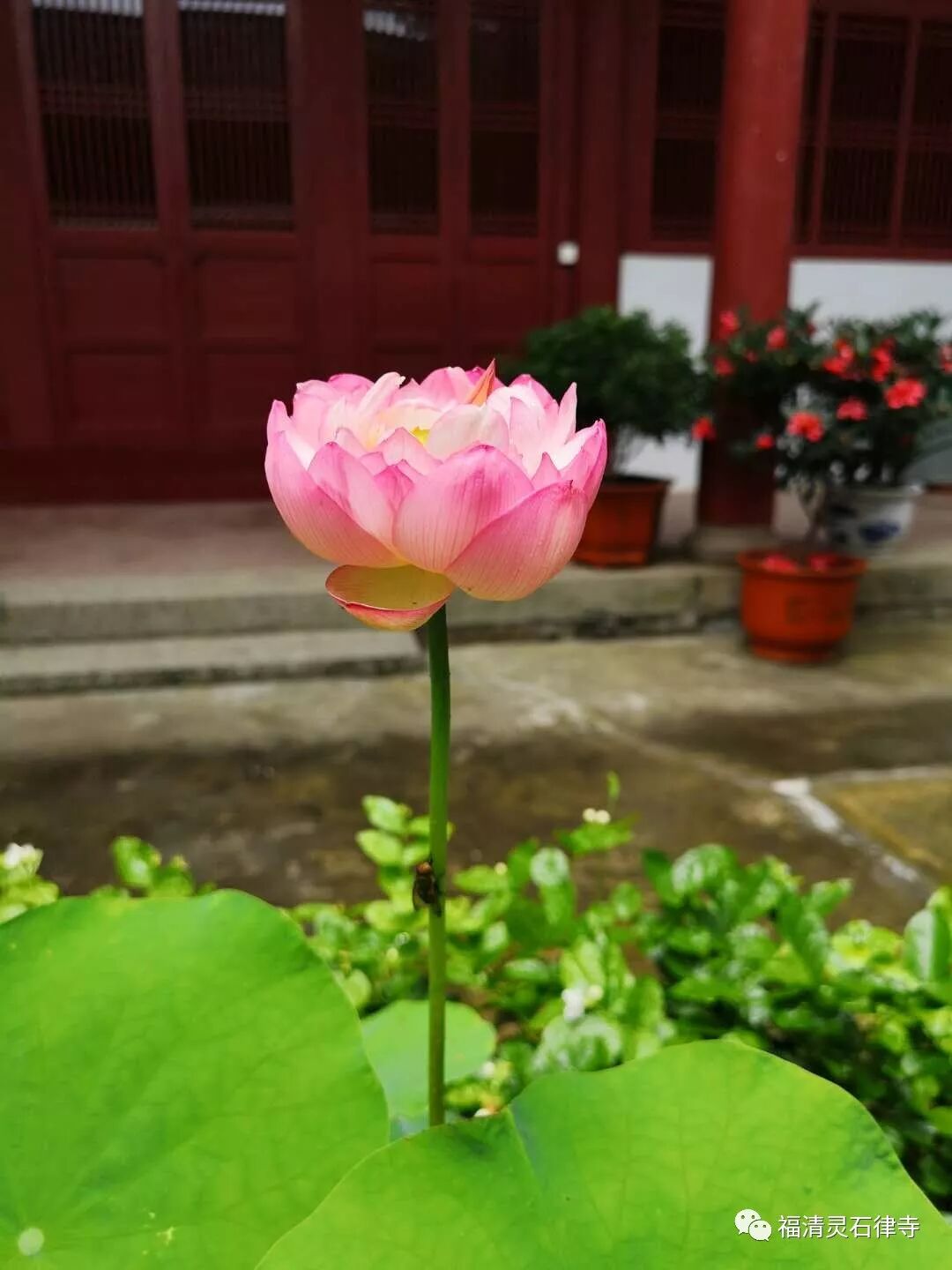 【学苑法讯】灵石律寺2019秋季学期今日开学！