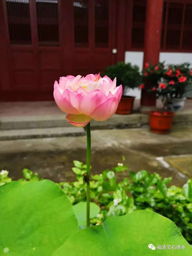 【学苑法讯】灵石律寺2019秋季学期今日开学！