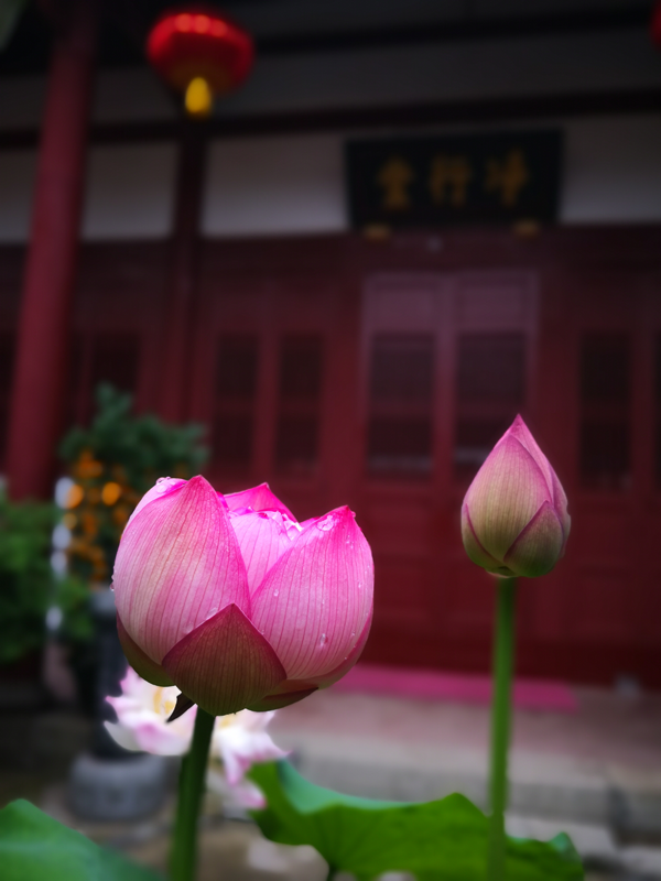 【莲宗祖师圆寂日】每日念佛七万的莲宗祖师