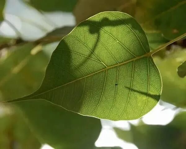 【节日专题法语】植树节，心中种下菩提树！