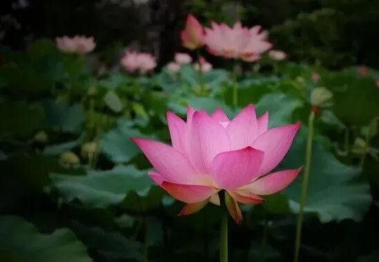 【纪念日专题法语】缅怀莲宗祖师道绰大师！