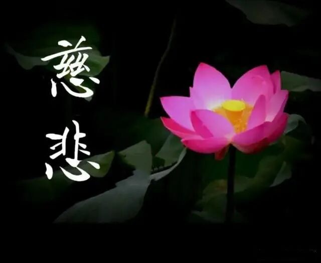 【甘露法语】法藏法师：慈悲为动机，结出智慧果！
