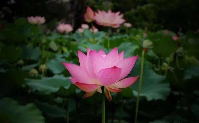 【持戒法语55】虚云大师：能持戒律，方有导师；戒相虽多，五戒为本！