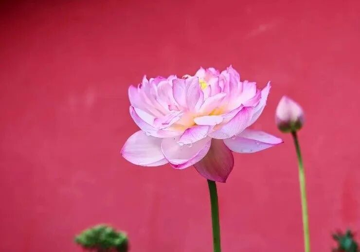 《华严经》：菩萨摩诃萨有十种戒！