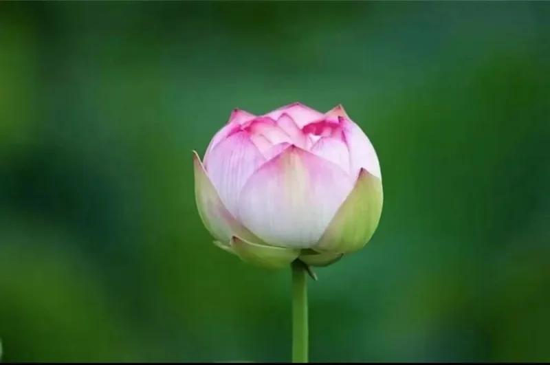 【般若明灯】法藏法师：有心于事
