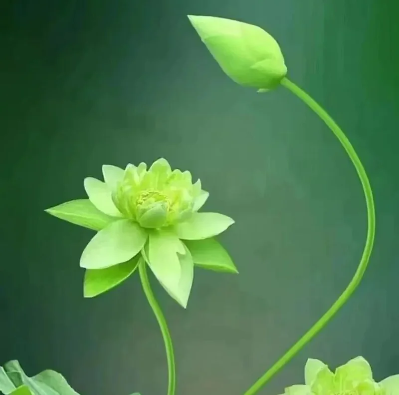 【佛经故事】《法句譬喻经》：慈仁不杀，世世无患！