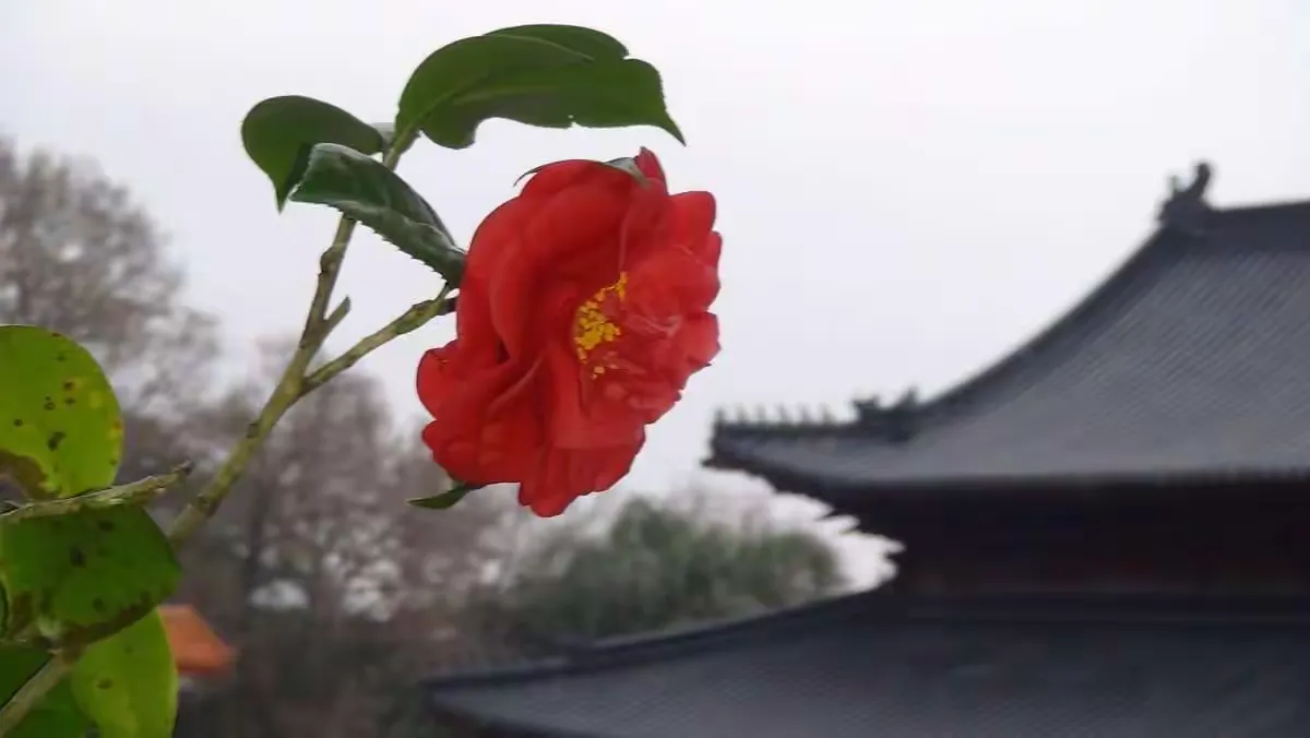 【灵石剪影】灵石律寺新春三千佛洪名宝忏之虔诚献供篇