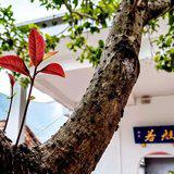 Featured image of post 【人生嘉言】《格言联璧》：何谓“至行”？何谓“大人”？