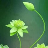 Featured image of post 【佛经故事】《法句譬喻经》：慈仁不杀，世世无患！