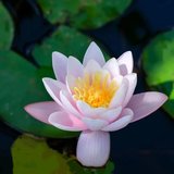Featured image of post 《大宝积经》：在家菩萨有三种修，能于菩提而作利益！