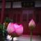 【学佛行仪之居士疑问】买花供佛时夹杂着花苞及刚开之花，可以吗？