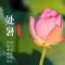 【彼岸花开】处暑寒来道易生，六时佛号更虔诚！
