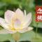 【彼岸花开】夏至劝念佛：夏至虔诚念佛陀，虎溪远祖种莲荷！