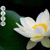 Featured image of post 【念佛法语】蕅益大师：何为信愿？