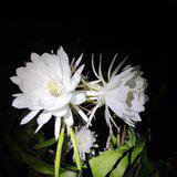 Featured image of post 【戒香普熏】中峰明本禅师：守护净戒，现优昙花！