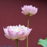 Featured image of post 【戒香普熏】《受十善戒经》：此名涅槃路，诸佛之所行！