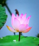 Featured image of post 【戒香普熏】《大方等大集经》：庄严自在心，是名戒璎珞！
