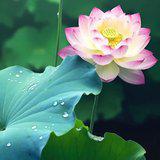 Featured image of post 【戒香普熏】持杀生戒，得四种果报！