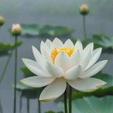 Featured image of post 【戒香普熏】蕅益大师：欲悟即心即佛，须是持戒念佛！